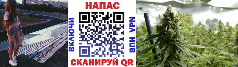 МАРИХУАНА сатива Сасово